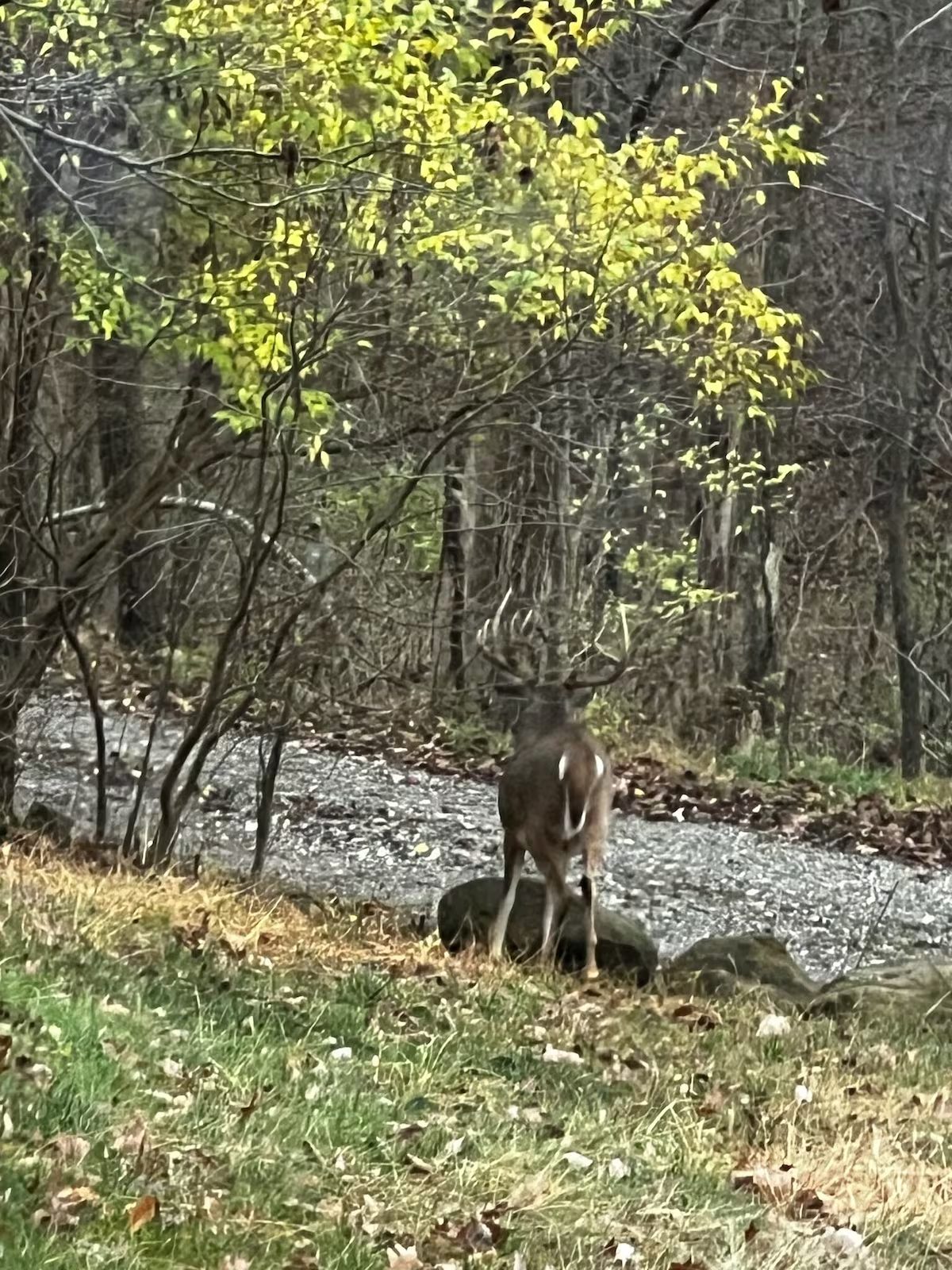 A buck standing at the edge of the drive in the treeline