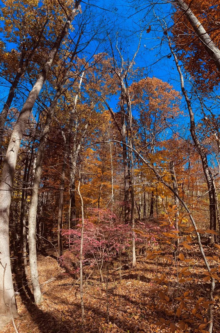 Fall color in the woods on the property, orange canopy against a deep blue sky