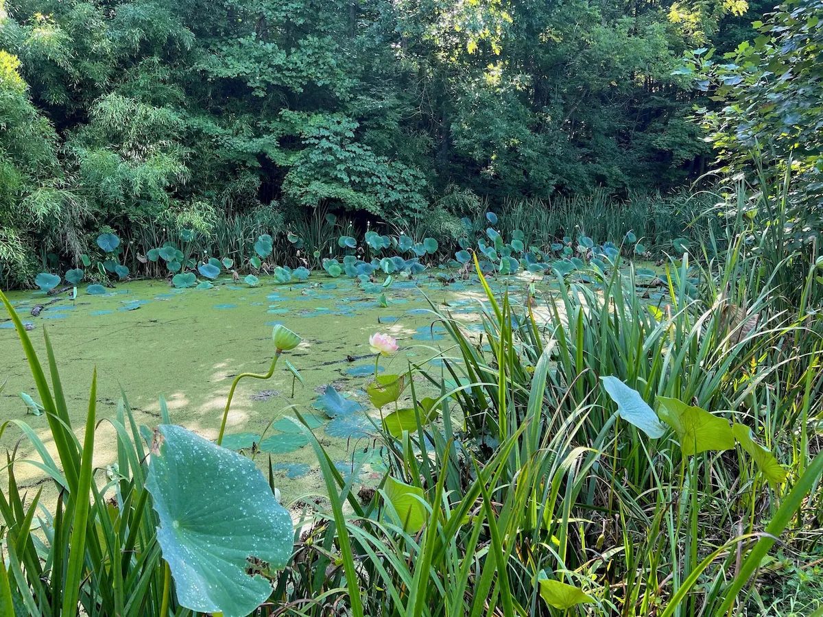 Lotus in bloom on the pond, ringed by bamboo and reeds