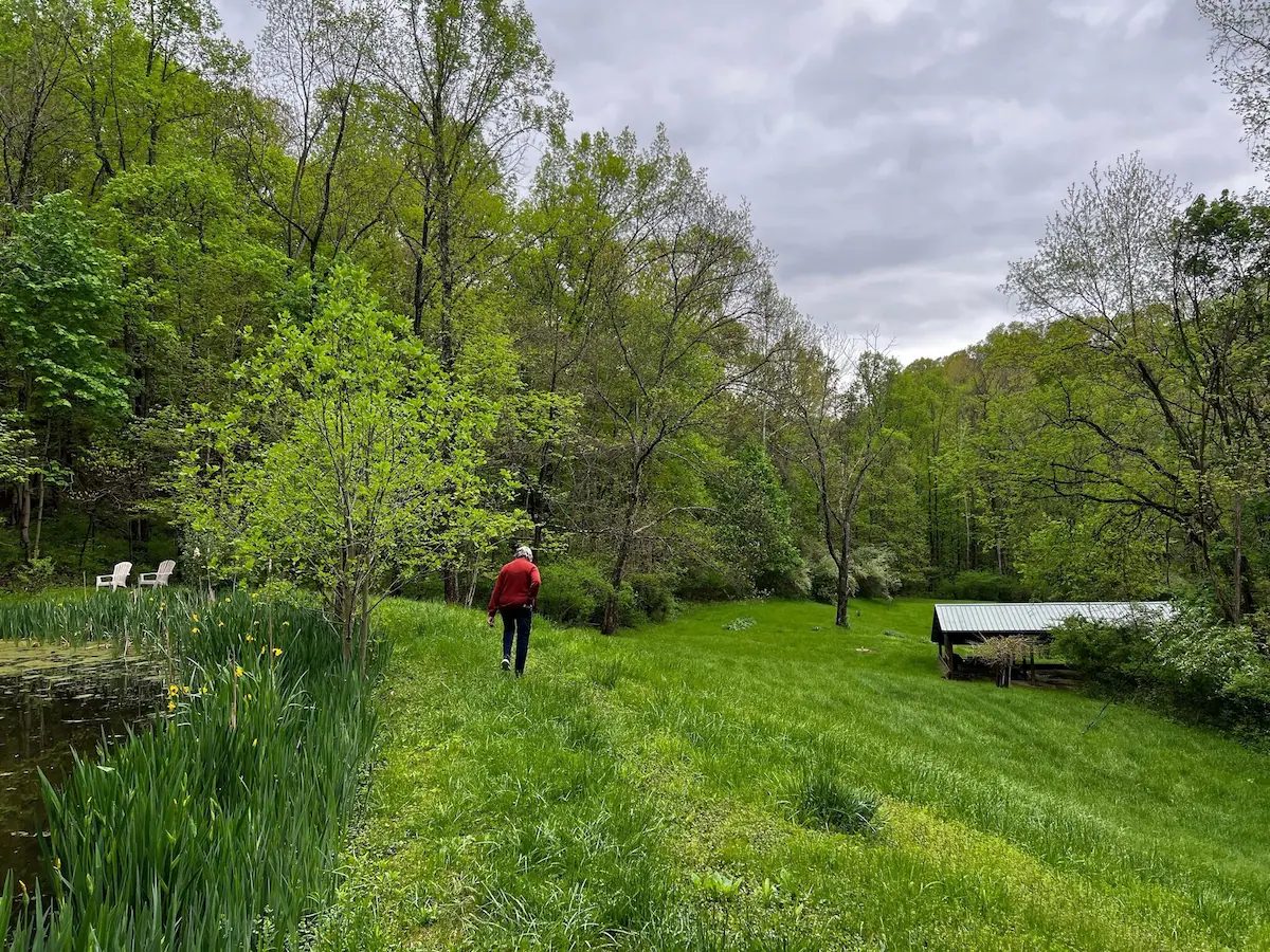 Someone walking the mown path along the pond in spring