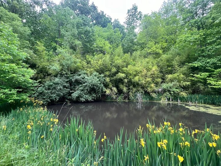 The pond ringed with bamboo and yellow iris in bloom