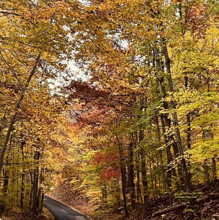 The road in under a yellow canopy of fall leaves
