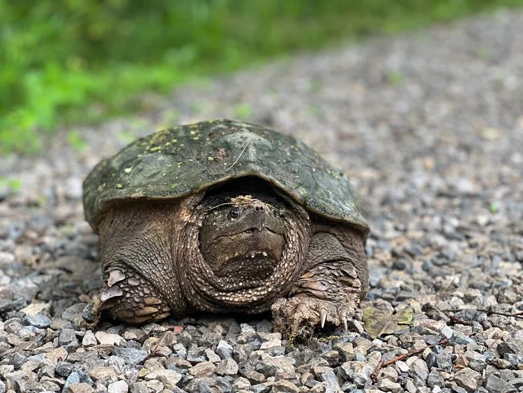 A snapping turtle facing the camera on the gravel drive