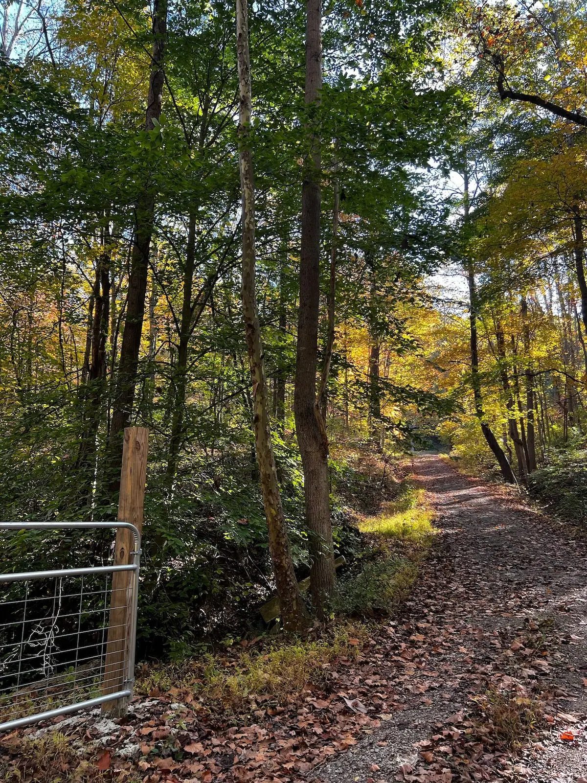 The gravel trail past the gate into the woods in fall color