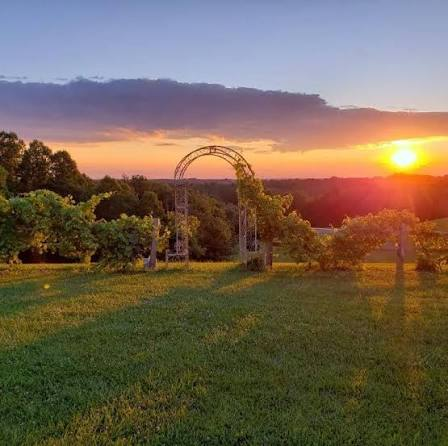 Sunset over the vines at Pleasant Hill Vineyards